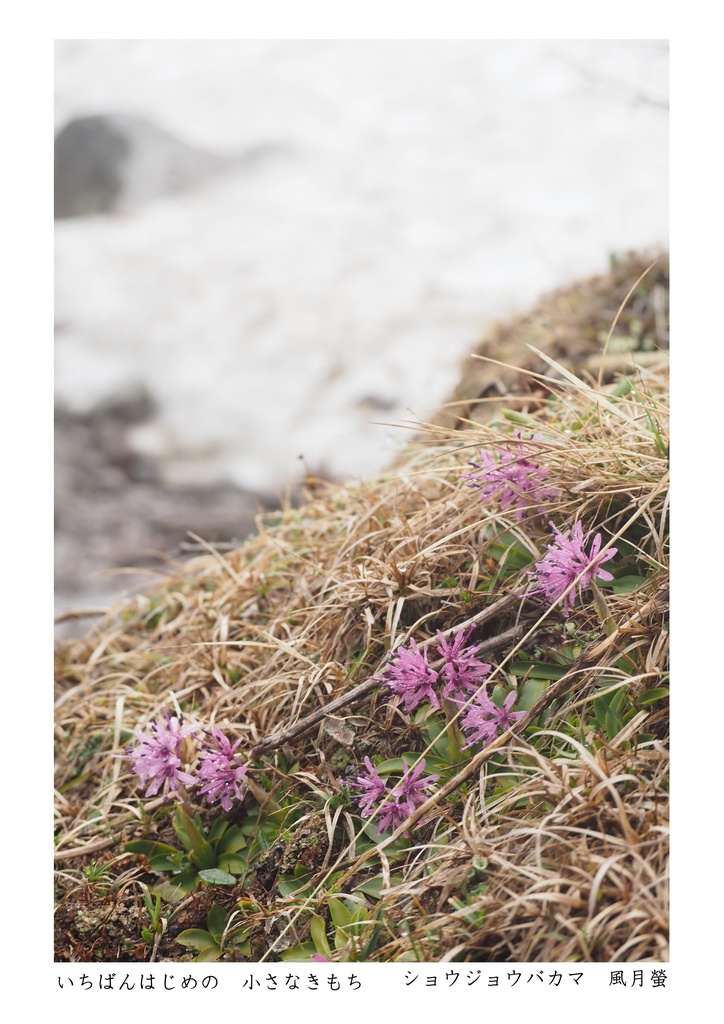 噺花集 Postcard vol.23 上 6枚組