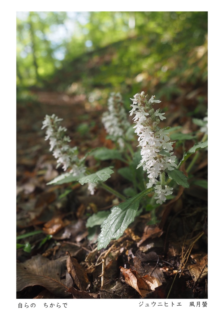 噺花集 Postcard vol.23 上 6枚組