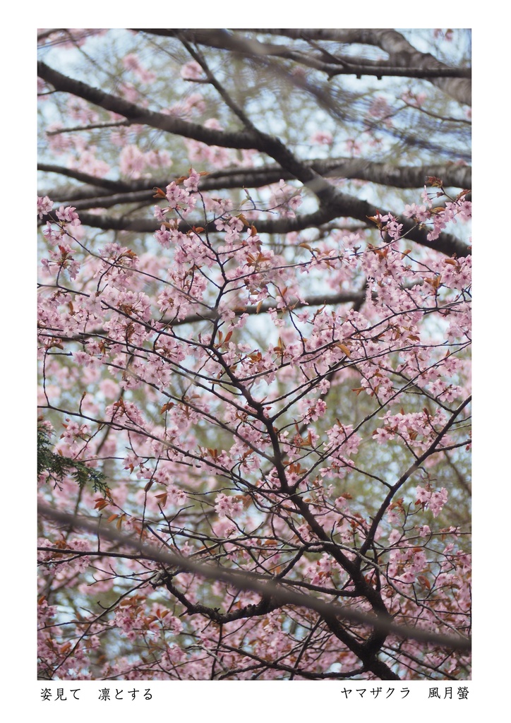 噺花集 Postcard vol.23 上 6枚組