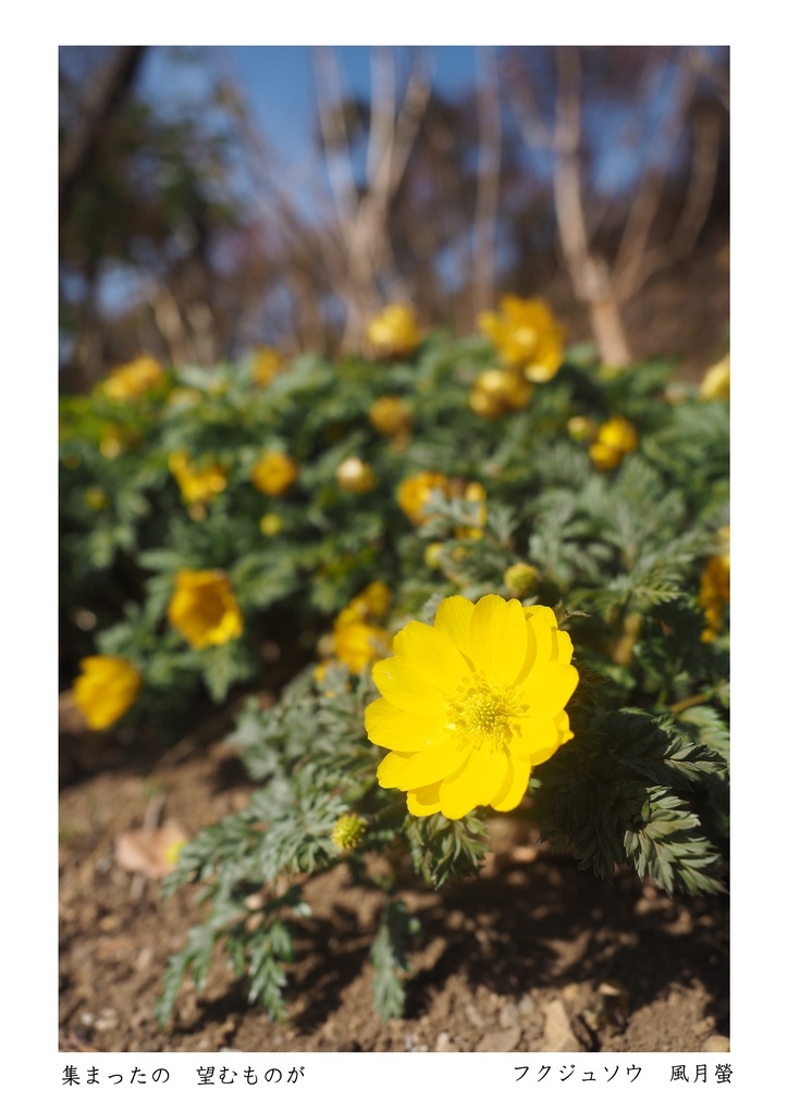 噺花集 Postcard vol.23 上 6枚組