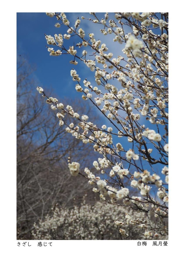 噺花集　Postcard vol.25 上　6枚組