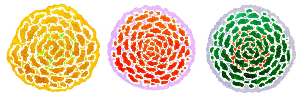三色の花のセット No.1