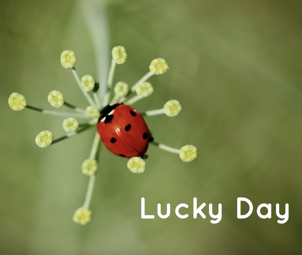 【フリーBGM】たのしい　日常　かわいい　vlog 「Lucky Day」