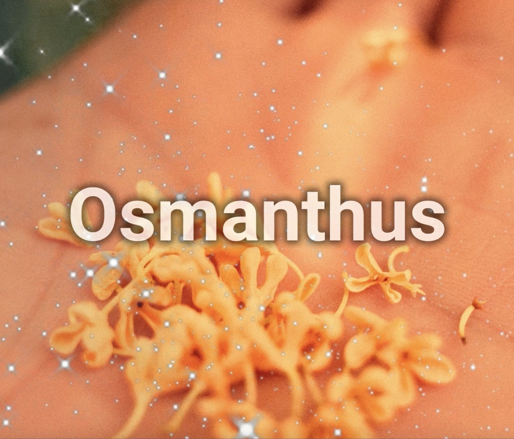 【フリーBGM】キラキラ　切ない　楽しい　日常　vlog　「Osmanthus」