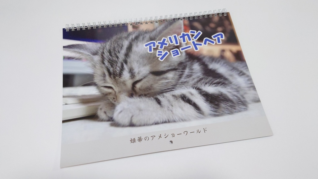 2022年 壁掛け猫カレンダー　アメリカンショートヘアの子猫