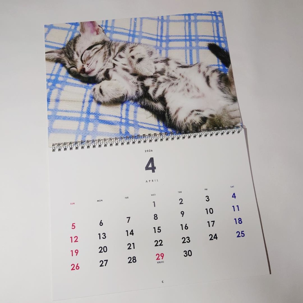 2026年 壁掛け猫カレンダー 姫華のアメショーワールド