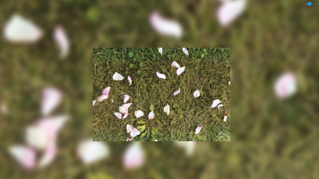 【無料】背景素材(薔薇など)