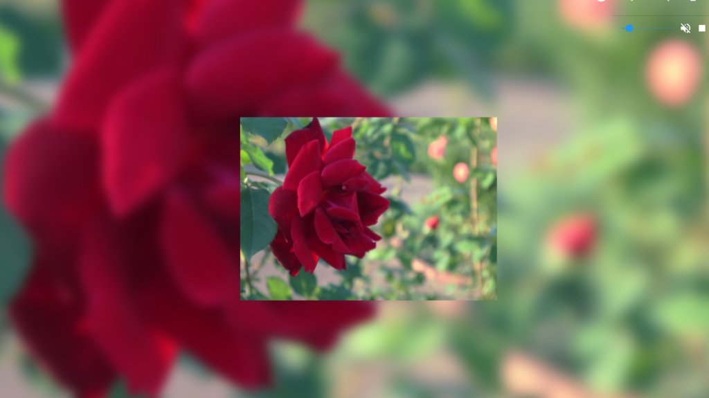 【無料】背景素材(薔薇など)
