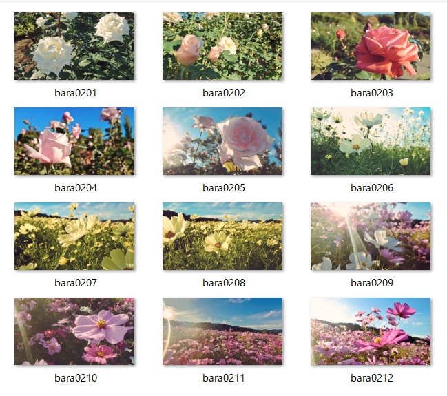 【無料】背景素材(薔薇など)②