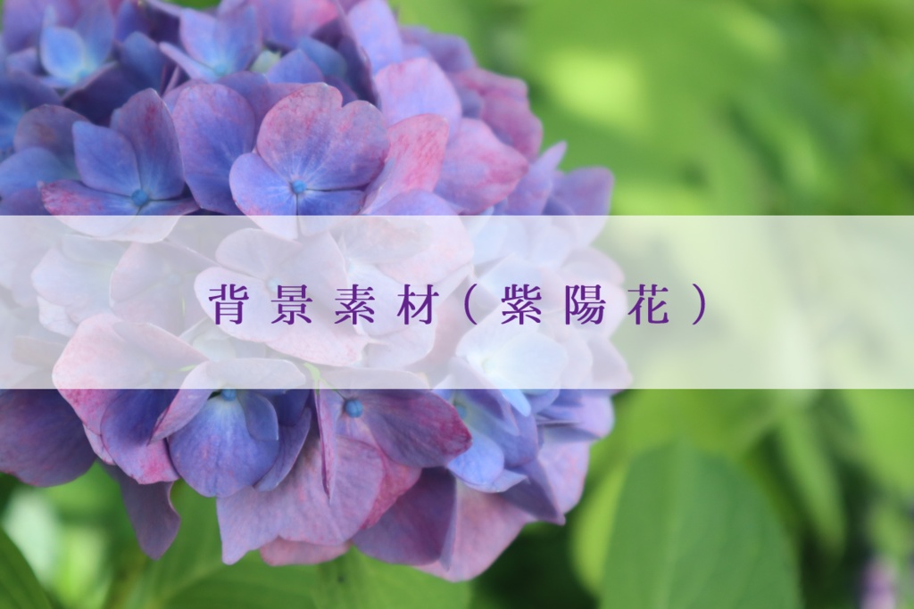 【無料】背景素材（紫陽花）