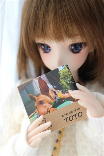 猫さん・犬さん写真集