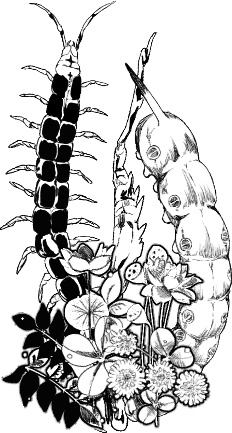 『触手を売る店』ステッカー