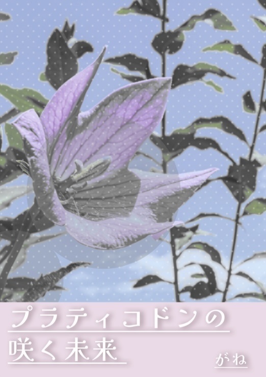 【恭みの】プラティコドンの咲く未来