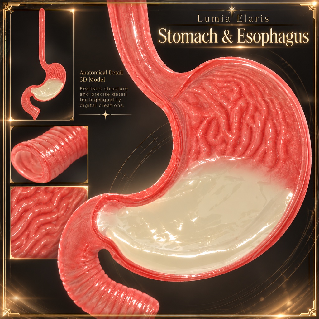 ð§ Stomach & Esophagus 3D Model / èã»é£é3Dã¢ãã« / ìì¥Â·ìë 3D 몚ëž