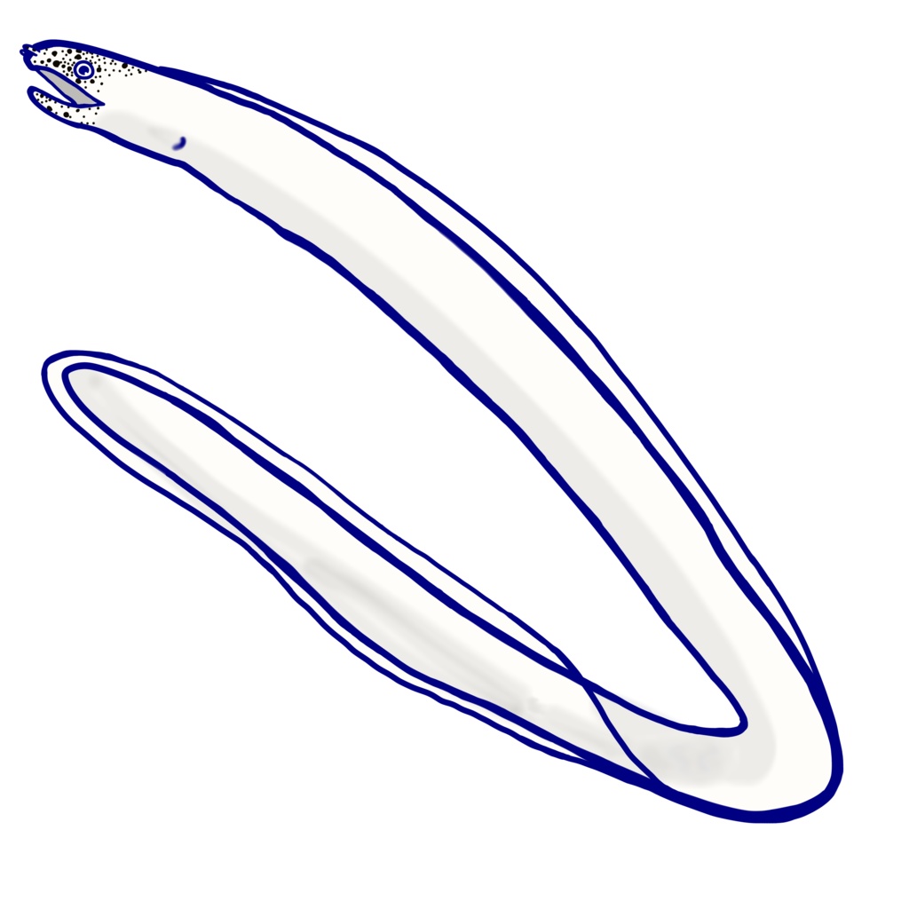 モヨウタケウツボのキーホルダー