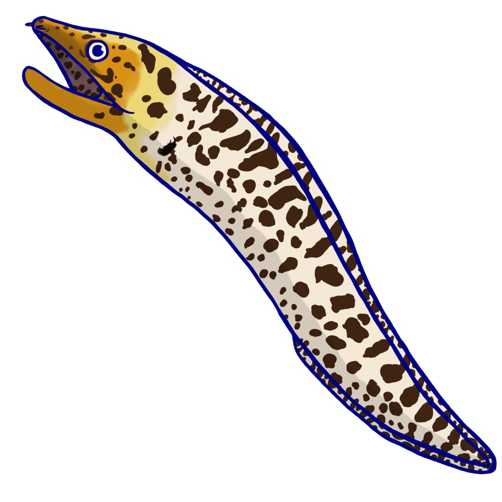 ヘリゴイシウツボのキーホルダー