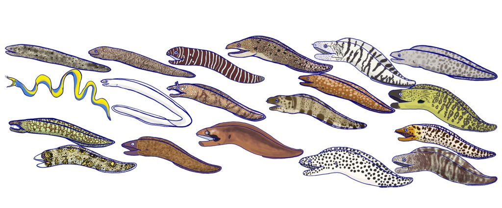 ウツボマグカップ