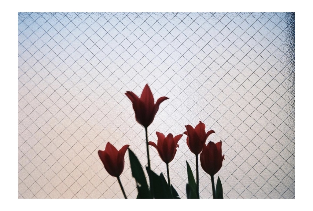 窓辺のチューリップのポストカード