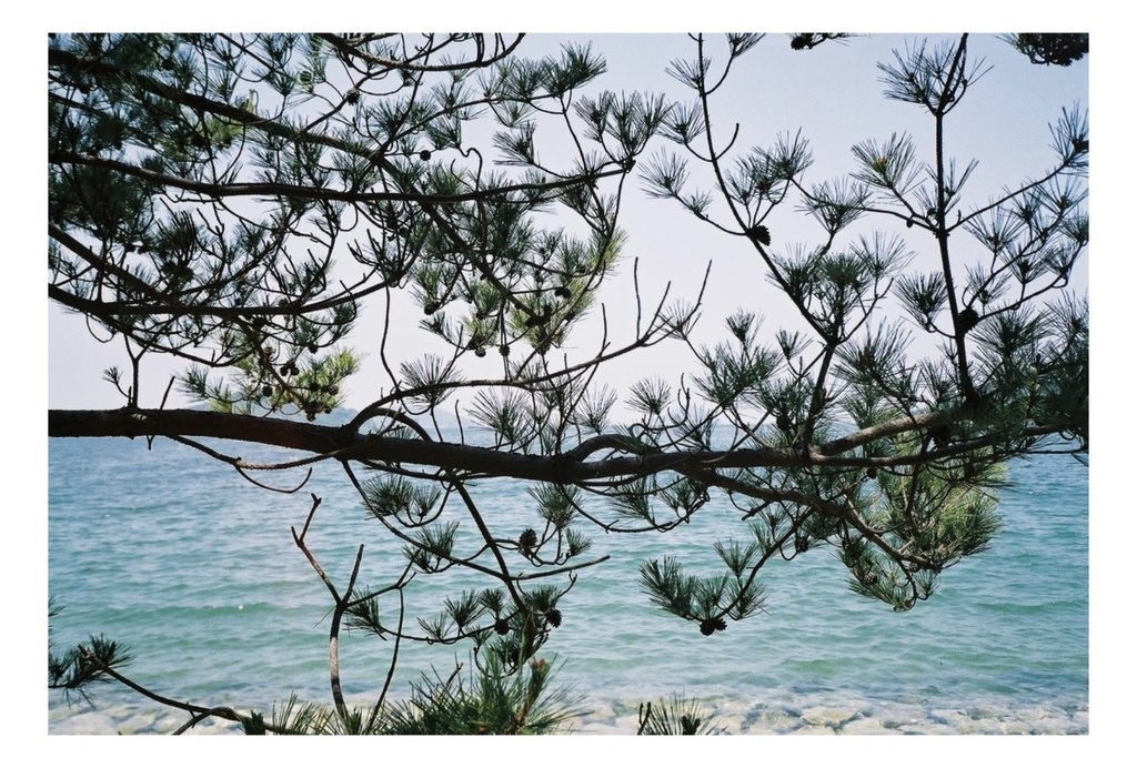 海辺の松の写真のポストカード