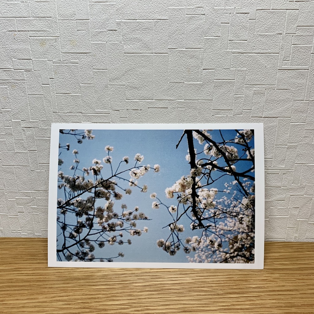 桜のポストカード