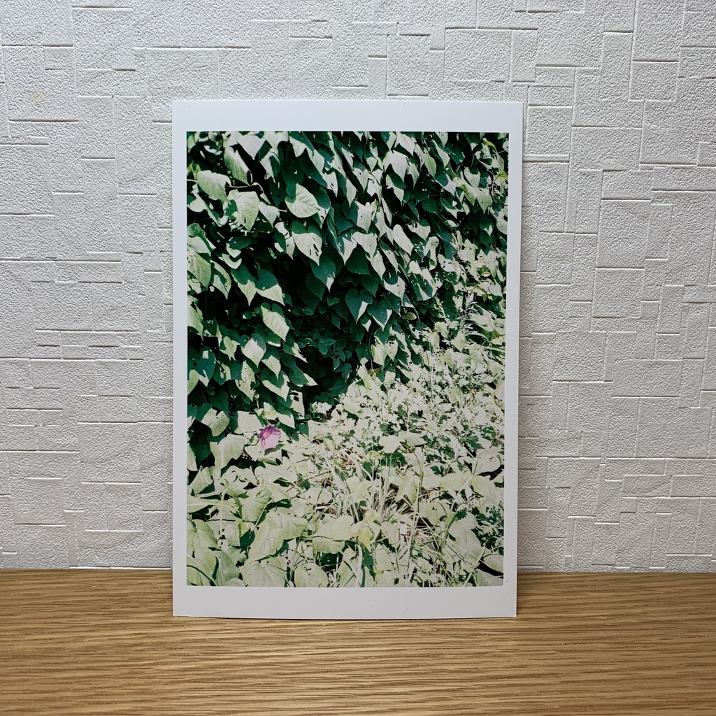 とある島で撮った緑な写真のポストカード