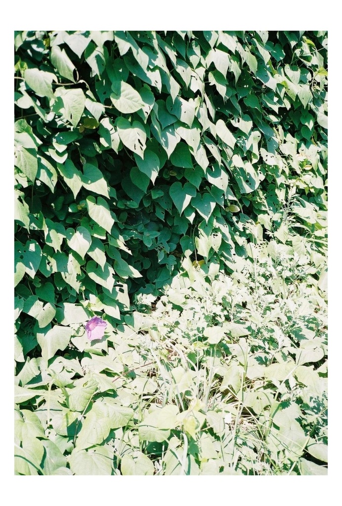 とある島で撮った緑な写真のポストカード