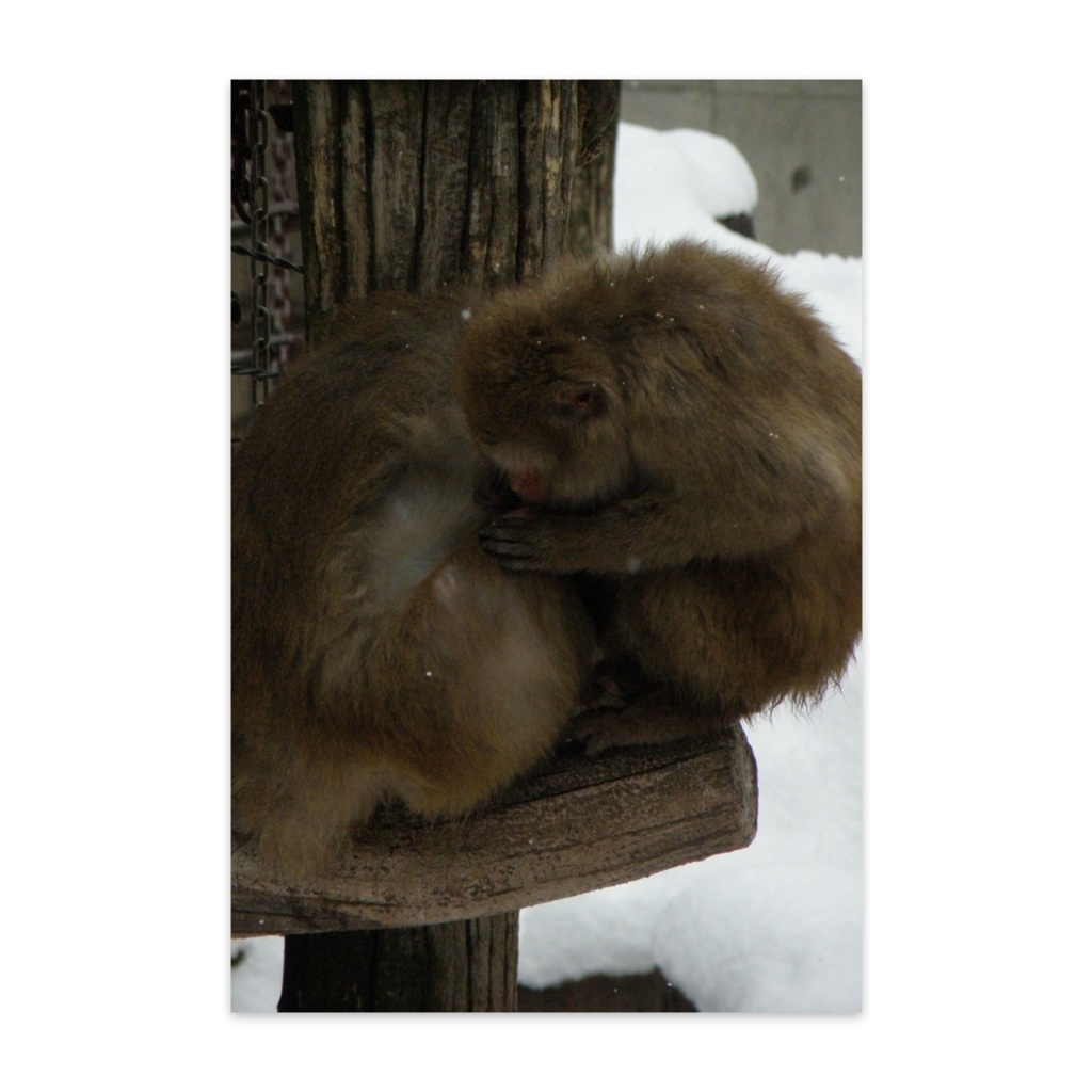 おさる　 ポストカード　(10枚セット) 　ヴァンヌーボVGスノーホワイト