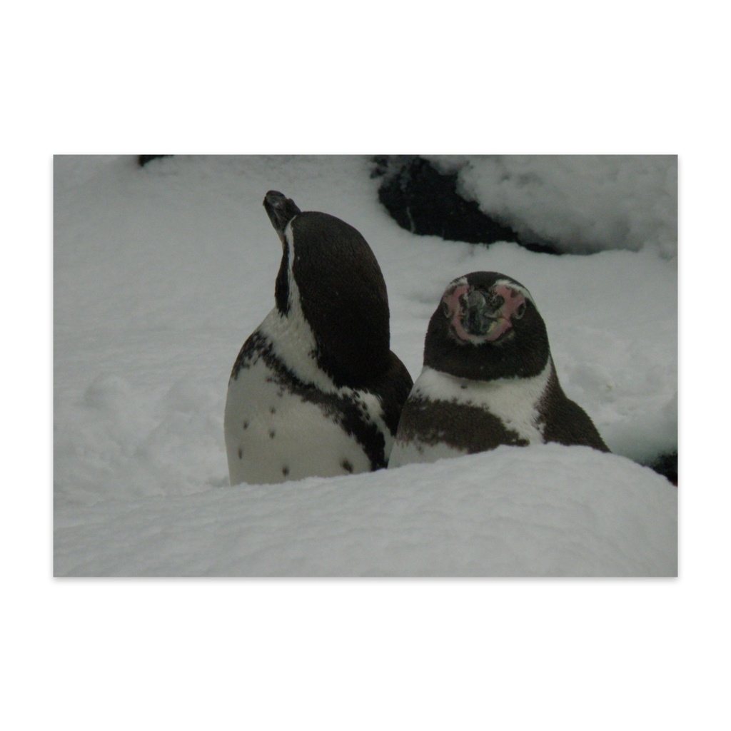 ペンギン　 ポストカード　(10枚セット) 　ヴァンヌーボVGスノーホワイト