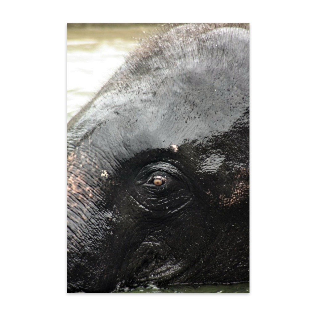 象　 ポストカード　(10枚セット) 　ヴァンヌーボVGスノーホワイト
