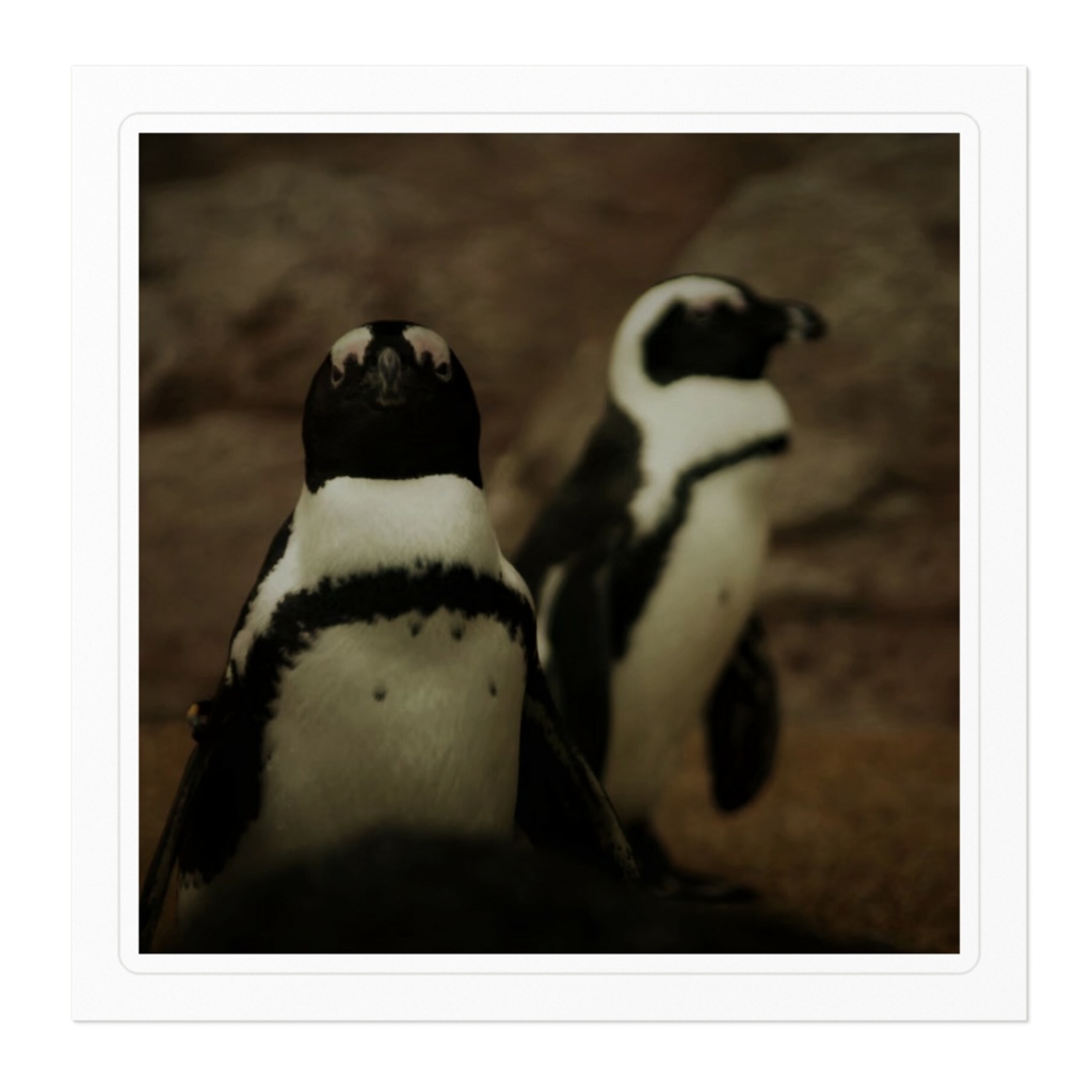 ペンギン ステッカー 100 x 100 (mm)