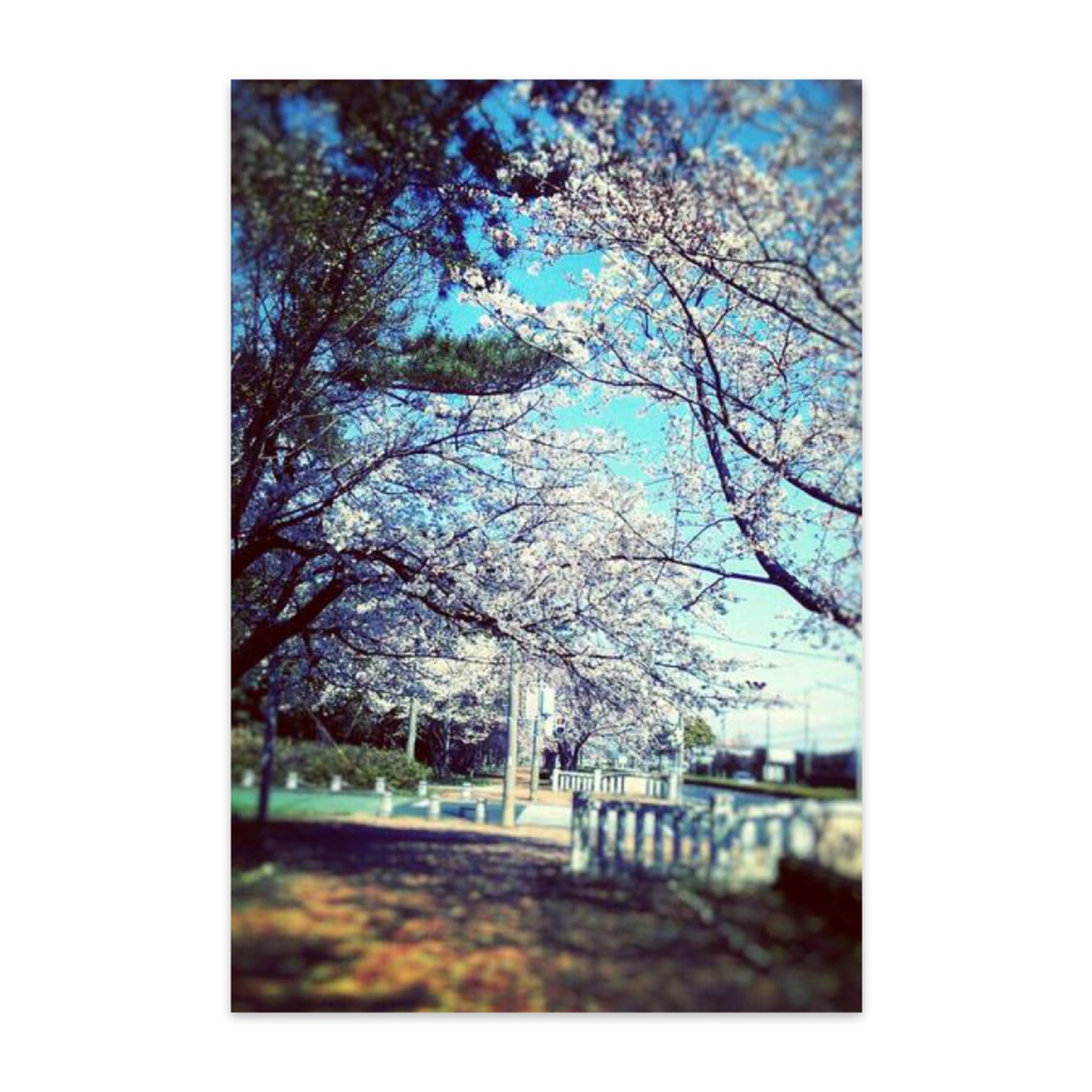 桜ひらり