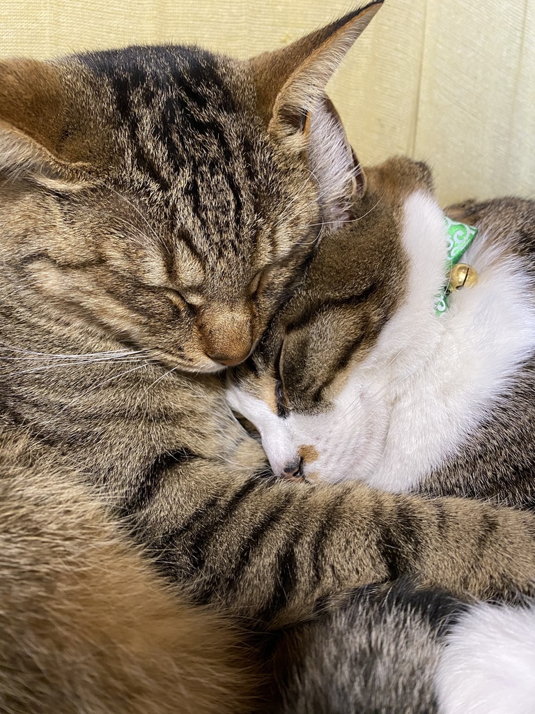 トートバッグ《にゃかよし》