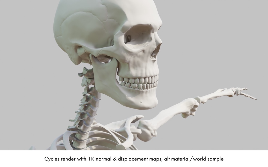 ハイポリ リグ付き人体骨格モデル(男女)