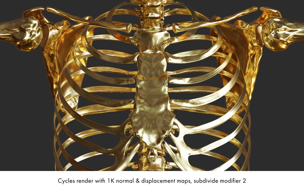 ハイポリ リグ付き人体骨格モデル(男女)