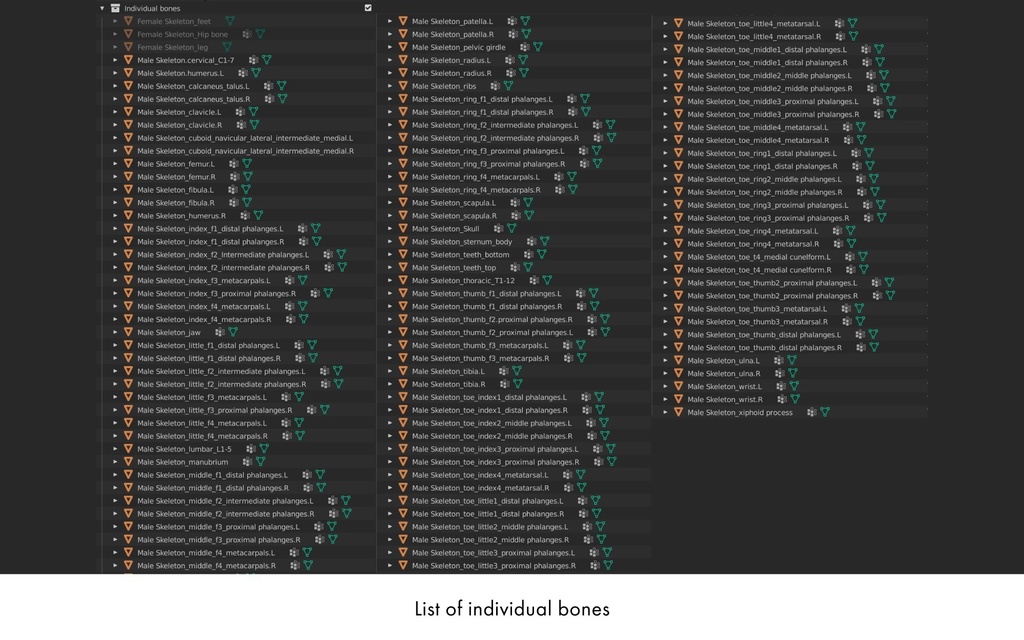 ハイポリ リグ付き人体骨格モデル(男女)
