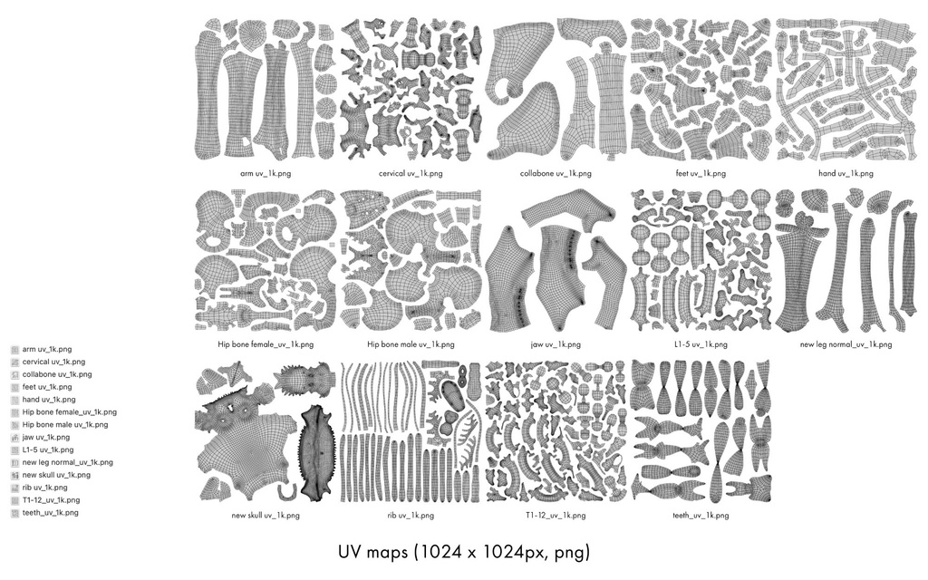 ハイポリ リグ付き人体骨格モデル(男女)