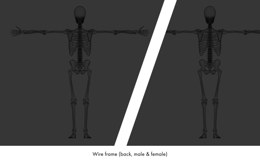 ハイポリ リグ付き人体骨格モデル(男女)