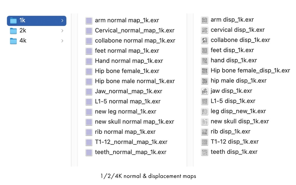 ハイポリ リグ付き人体骨格モデル(男女)