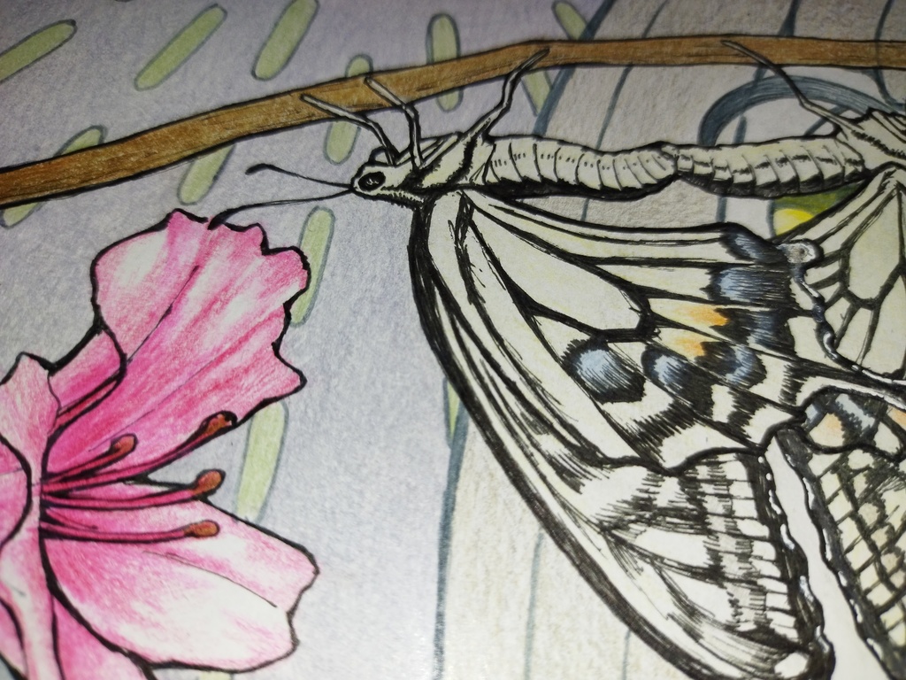 オリジナル色紙