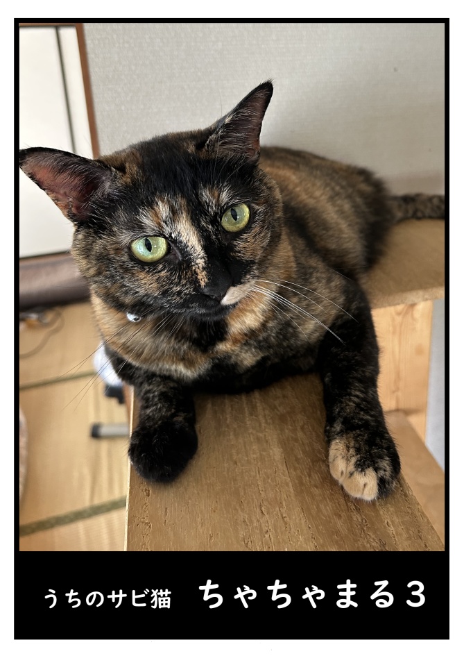 ちゃちゃまる３