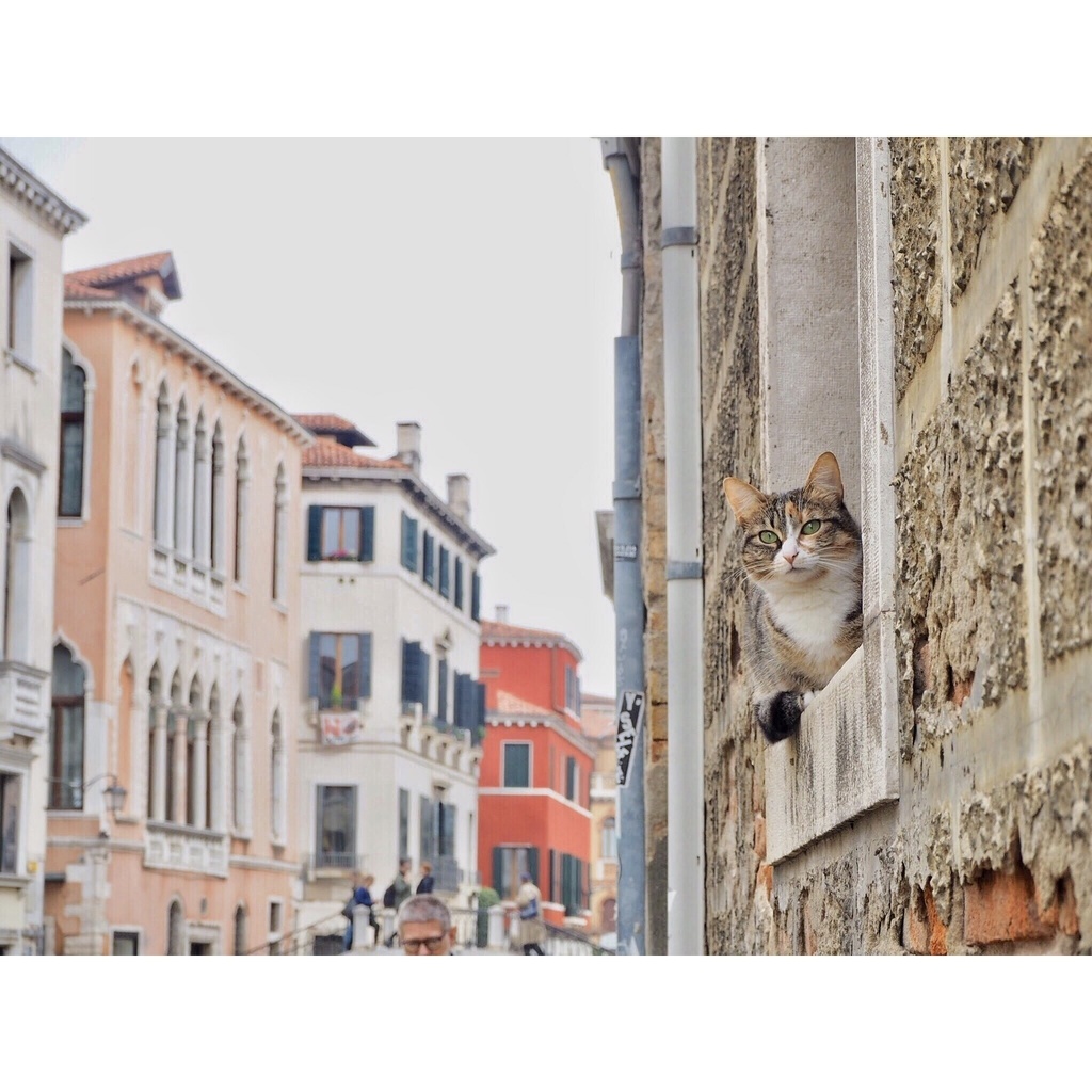 旅猫カレンダー2020 卓上 全面タイプ 4月始まり