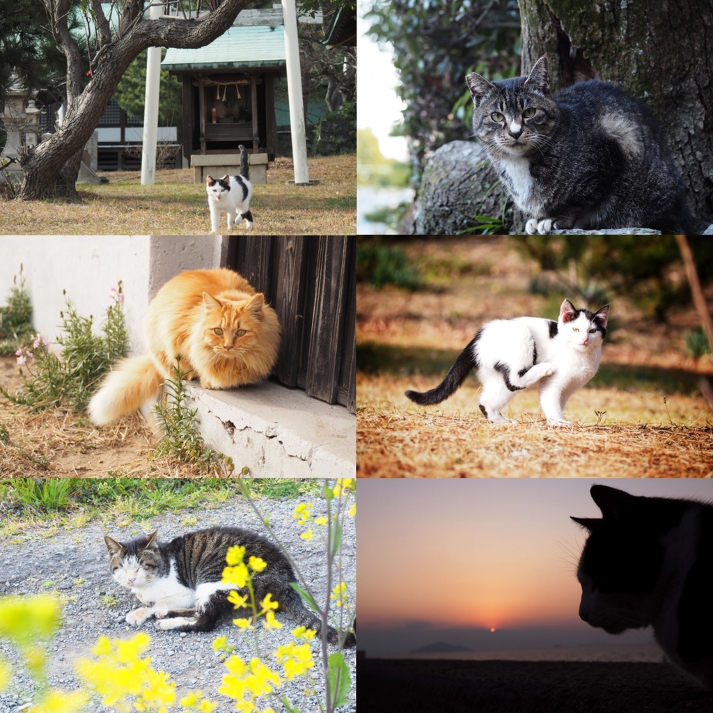 旅猫カレンダー2020 卓上 全面タイプ 4月始まり