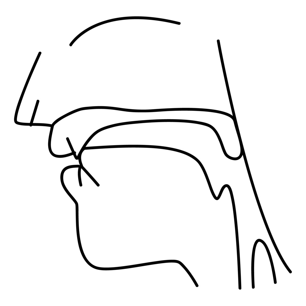 口腔断面図の高解像度画像