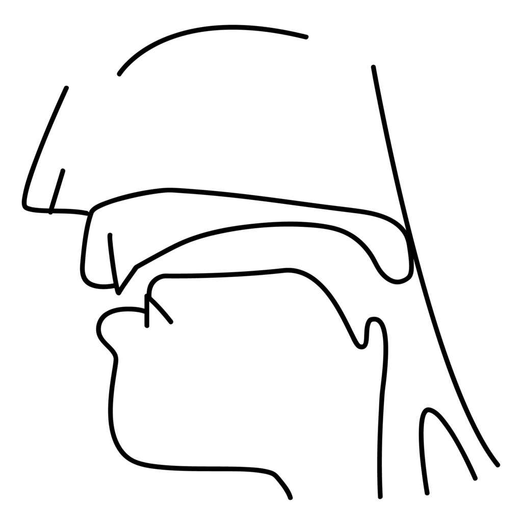 口腔断面図の高解像度画像