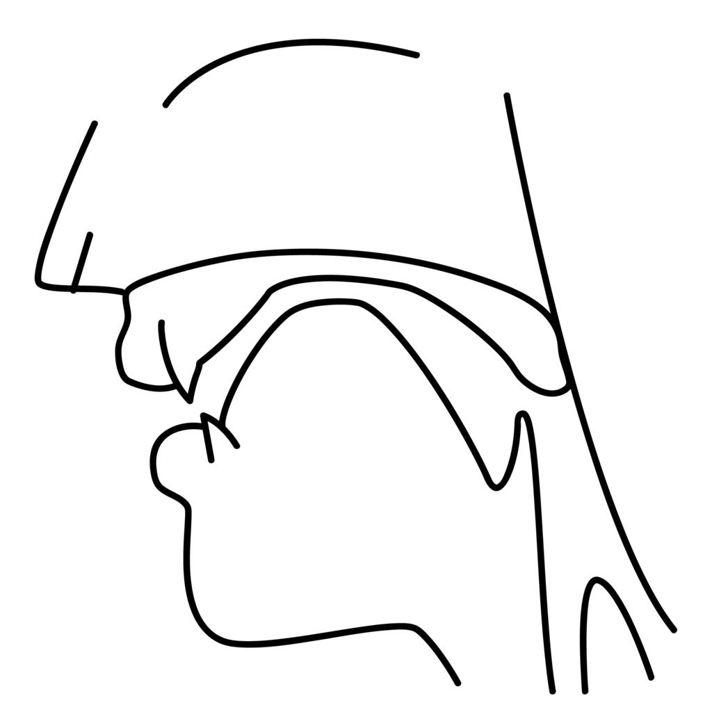 口腔断面図の高解像度画像