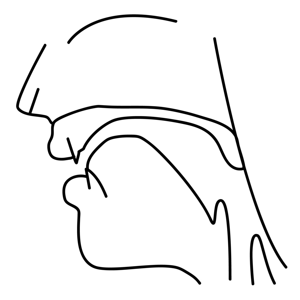 口腔断面図の高解像度画像