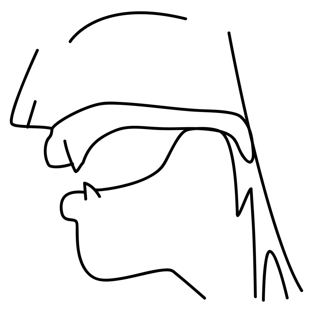 口腔断面図の高解像度画像