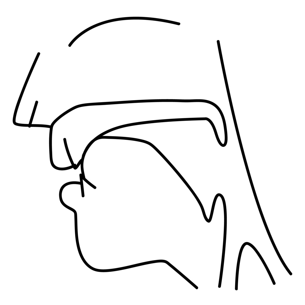 口腔断面図の高解像度画像