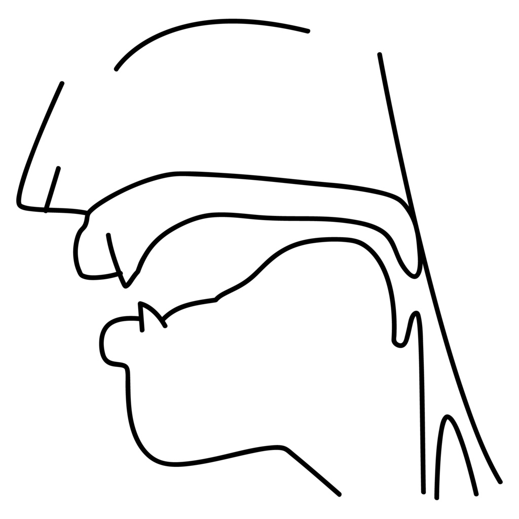 口腔断面図の高解像度画像