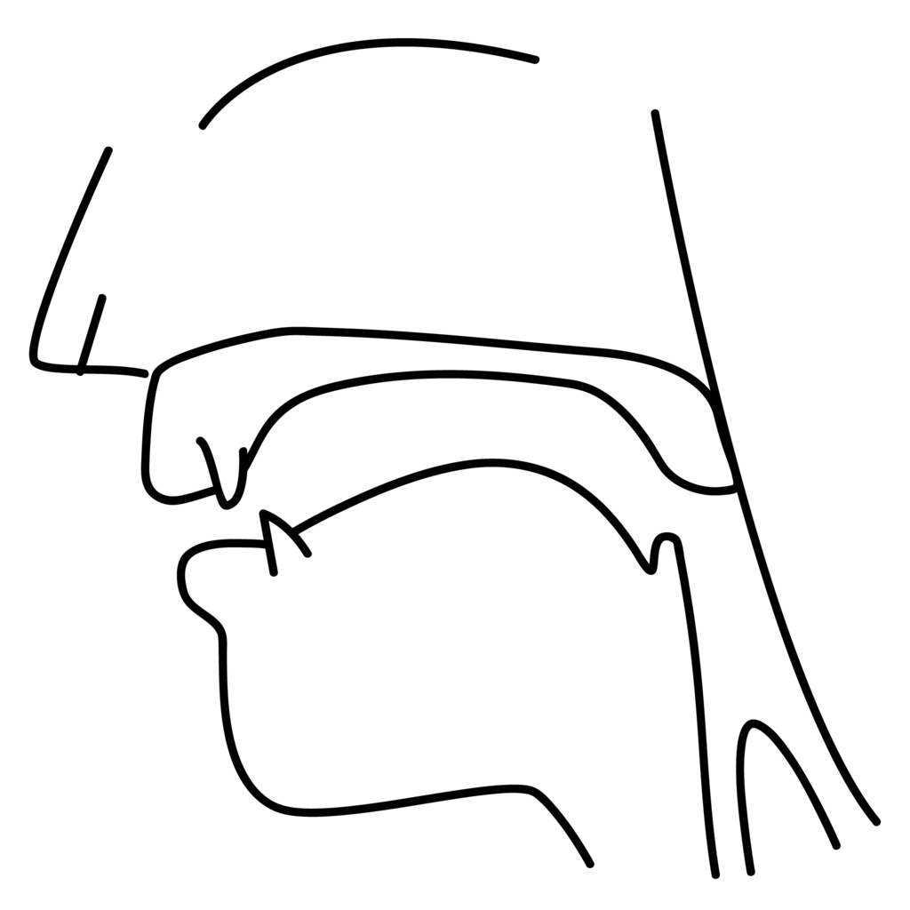 口腔断面図の高解像度画像